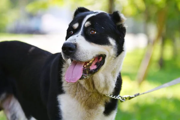 Alabai ou Central Asian Shepherd Dog — Fotografia de Stock