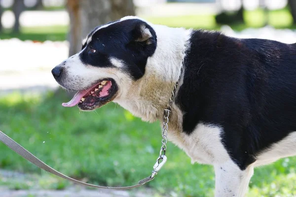 Alabai veya Orta Asya çoban köpeği — Stok fotoğraf