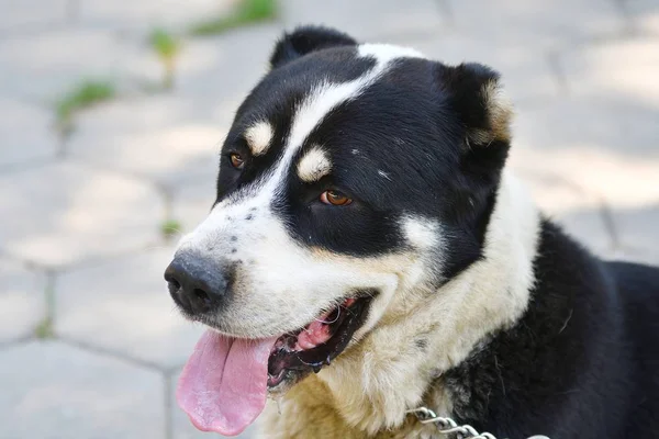 Alabai ou chien de berger d'Asie centrale — Photo