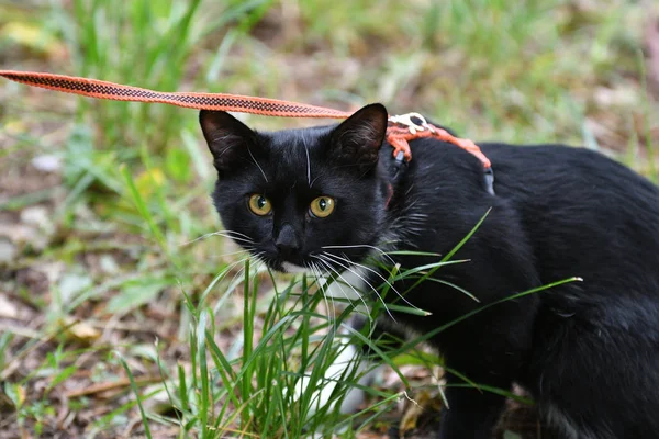 Kedi siyah ve beyaz renk — Stok fotoğraf