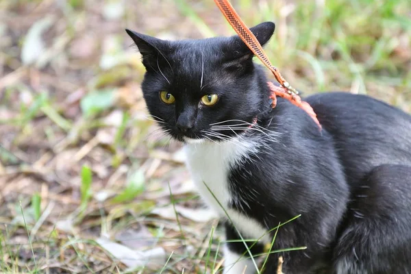 Кошка черно-белого цвета — стоковое фото