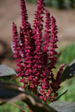 Amaranth, Amaranthaceae ailesinden biri.