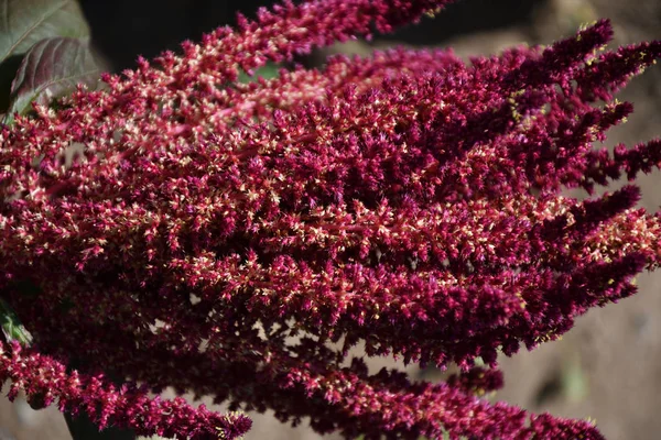 Amaranth je jedním z rodu Amaranthaceae — Stock fotografie