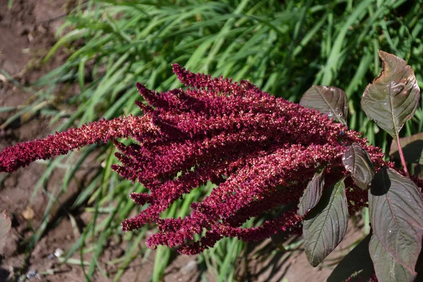 El amaranto es uno de la familia Amaranthaceae — Foto de Stock