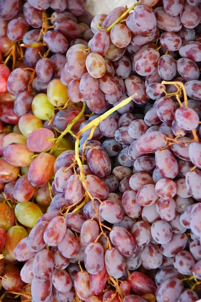 Verse en rijpe druiven — Stockfoto