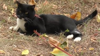 Kedi siyah ve beyaz renk 