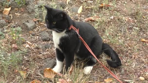 Chat couleur noir et blanc  