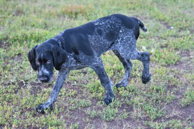 Avcılık köpek doğurmak Alman Wirehaired ibre