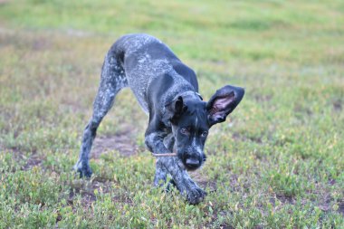 Avcılık köpek doğurmak Alman Wirehaired ibre