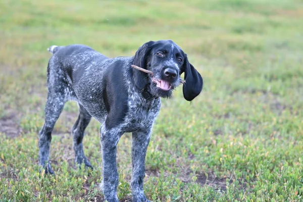 Caça raça cão alemão Wirehaired ponteiro — Fotografia de Stock
