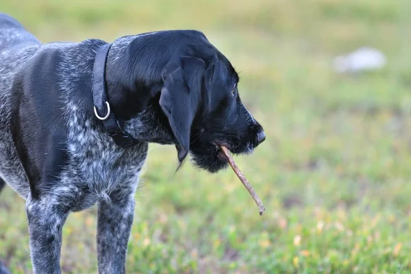 狩猎的犬种德国 Wirehaired 指针 — 图库照片