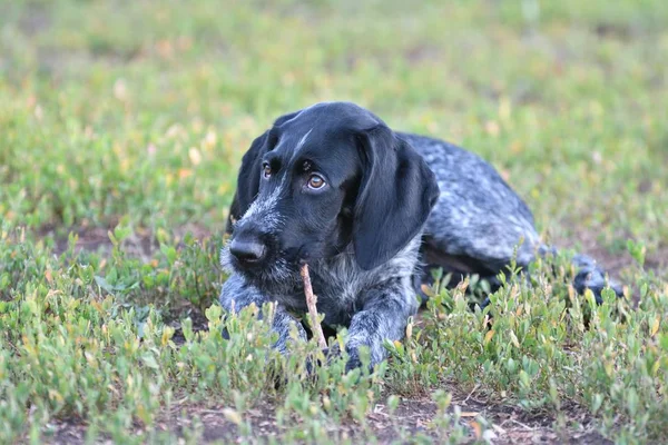 Avcılık köpek doğurmak Alman Wirehaired ibre