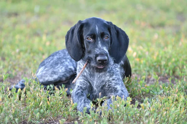 Охотничья собака немецкая Wirehaired указатель — стоковое фото