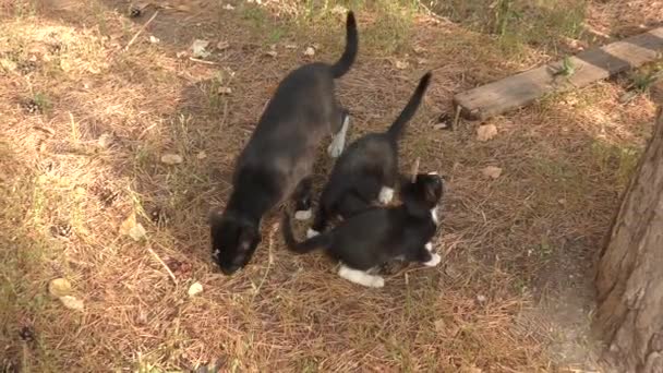 Chat et chatons  