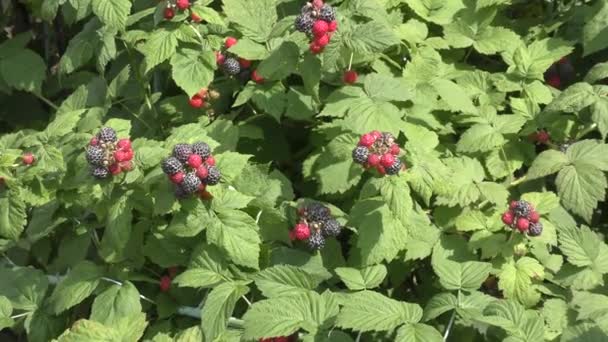 Garden BlackBerry on a summer day — Stock Video
