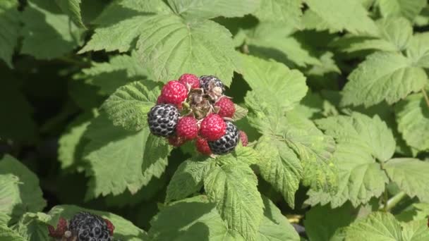 Trädgård Blackberry på en sommardag — Stockvideo
