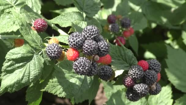 Tuin Blackberry op een zomerdag — Stockvideo