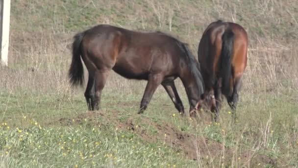 Koně na farmě — Stock video