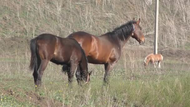 Cavalos na fazenda — Vídeo de Stock