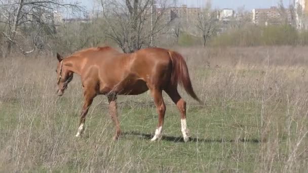 Hester på gården – stockvideo