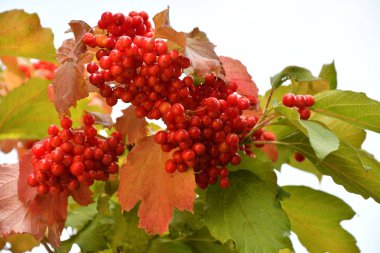 Kırmızı dut kartopu