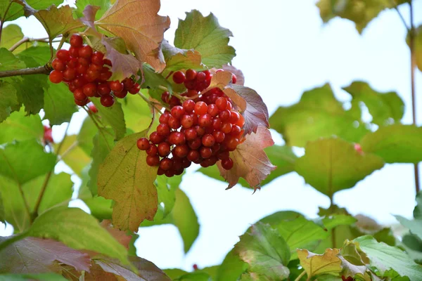 Amora vermelha Viburnum — Fotografia de Stock