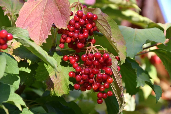 Amora vermelha Viburnum — Fotografia de Stock