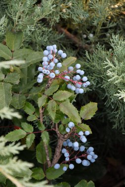 Berry Mahonia aquifolium