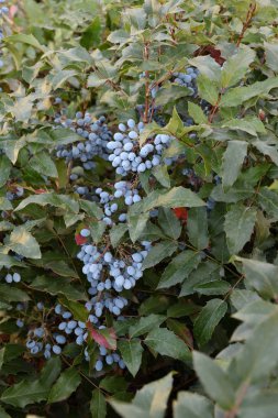 Berry Mahonia aquifolium