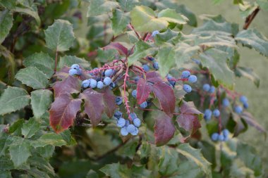 Berry Mahonia aquifolium