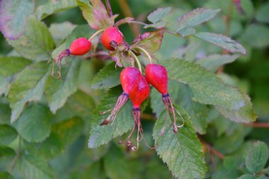 Şifalı meyveler Kuşburnu 