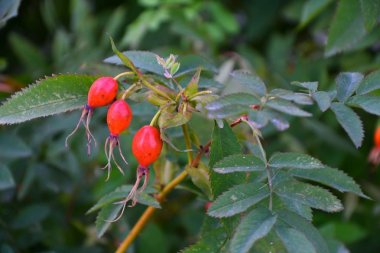 Şifalı meyveler Kuşburnu 