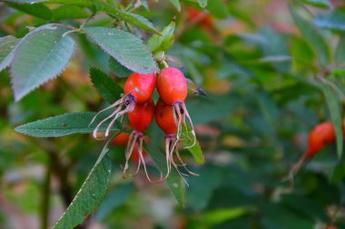 Şifalı meyveler Kuşburnu 