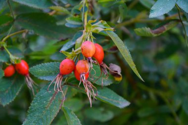 Şifalı meyveler Kuşburnu 