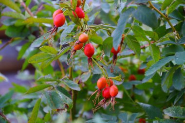 Şifalı meyveler Kuşburnu 