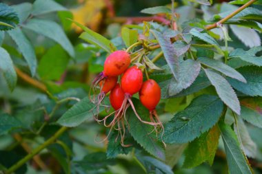 Şifalı meyveler Kuşburnu 