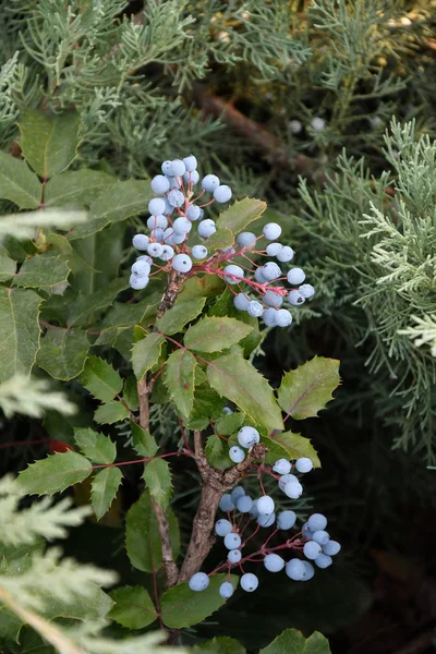 Berry Mahonia aquifolium