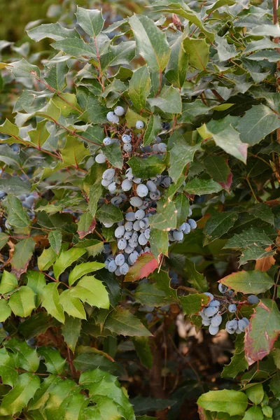 Berry Mahonia aquifolium — Fotografia de Stock