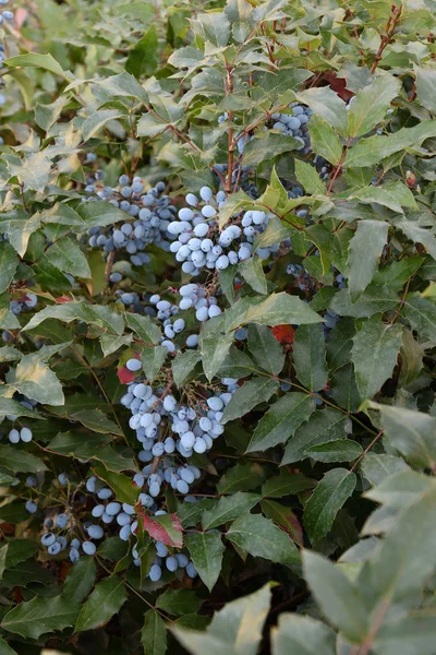 Berry Mahonia aquifolium