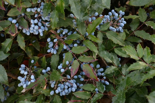 Berry Mahonia aquifolium