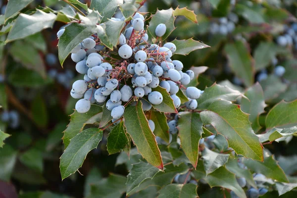 Berry Mahonia aquifolium — Fotografia de Stock