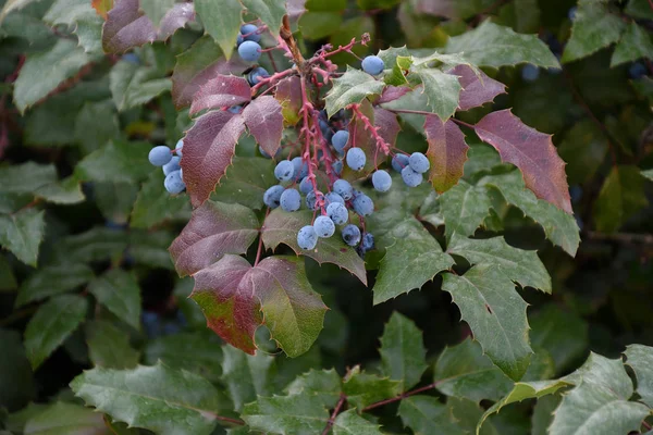 Berry Mahonia aquifolium — Fotografia de Stock