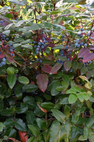Berry Mahonia aquifolium — Φωτογραφία Αρχείου