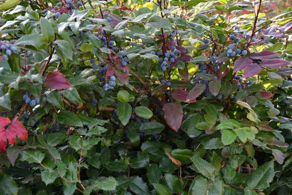 Berry Mahonia aquifolium — Stock fotografie