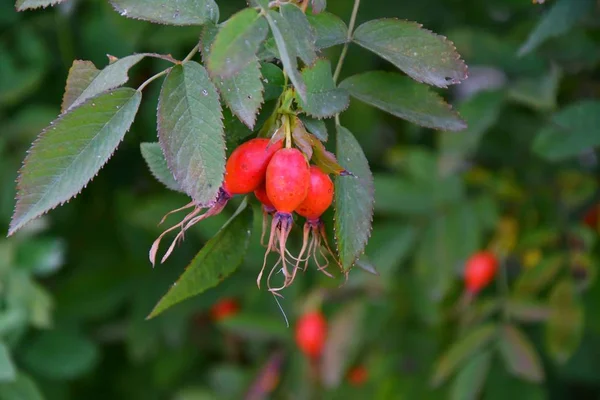 Şifalı meyveler Kuşburnu 