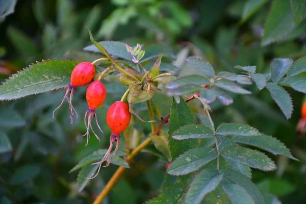 Şifalı meyveler Kuşburnu 