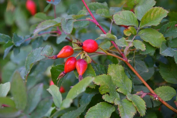 Şifalı meyveler Kuşburnu 