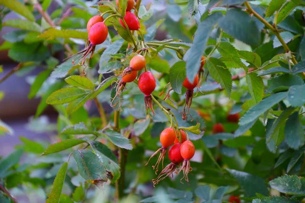 Şifalı meyveler Kuşburnu 
