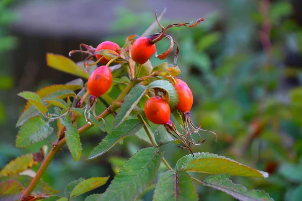 Jagody leczniczego owoców dzikiej róży — Zdjęcie stockowe