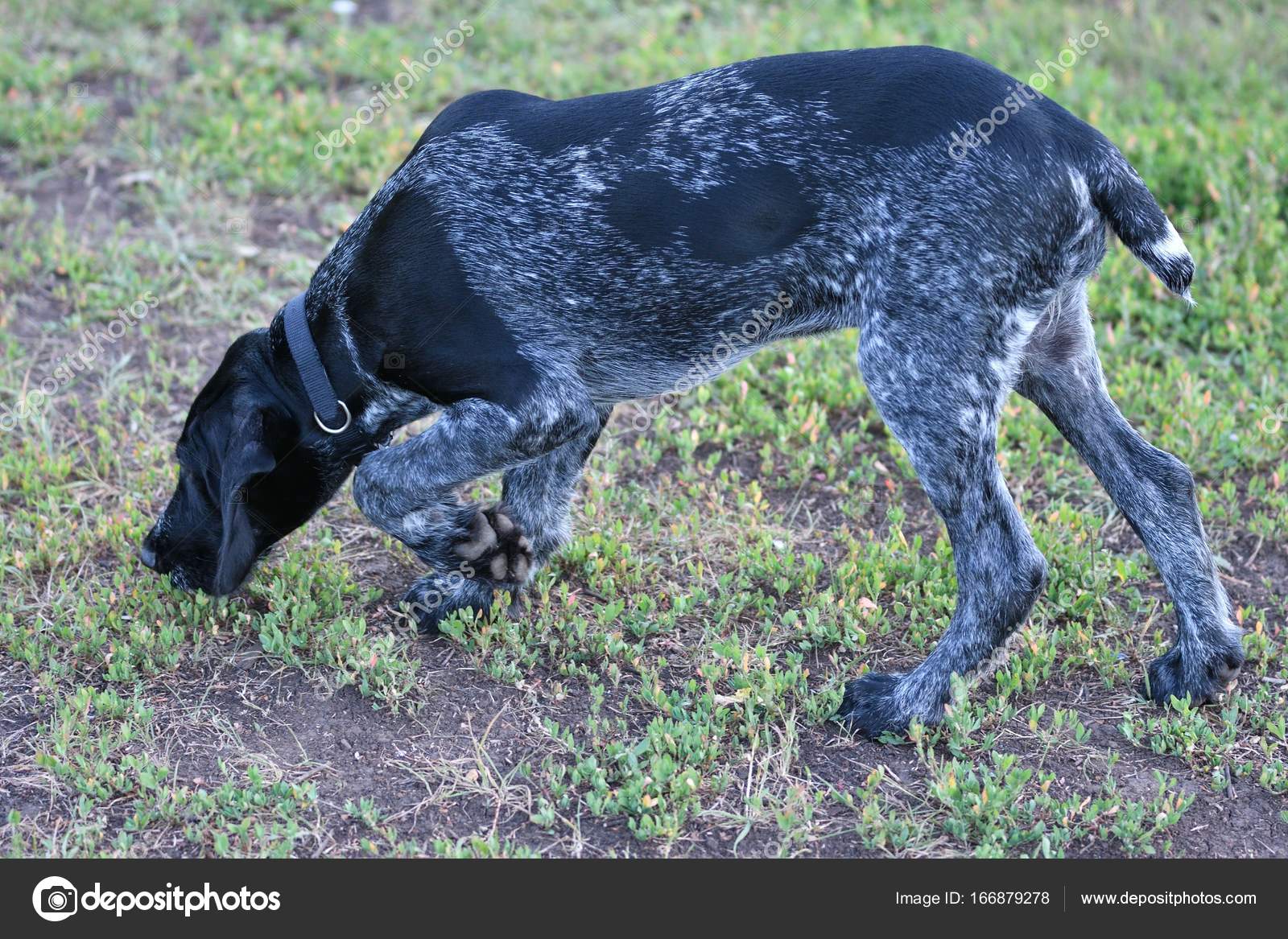 Race De Chien De Chasse Allemand Wirehaired Pointer